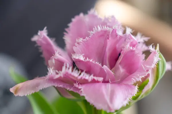 Różowy Tulipan Wazonie Stole Słowacja — Zdjęcie stockowe
