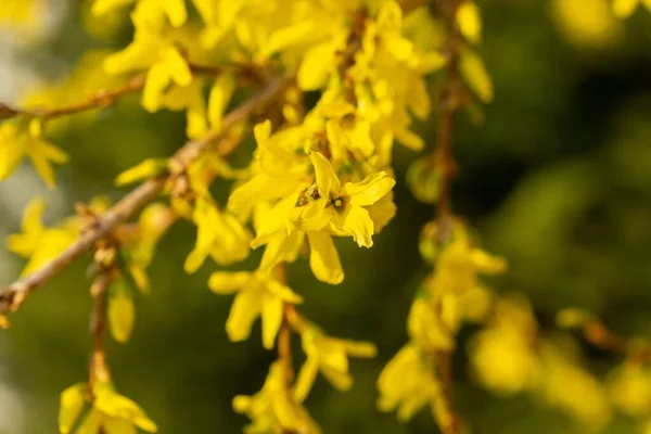 Vårens Träd Blommar Forsythia Blommor Slovakien — Stockfoto