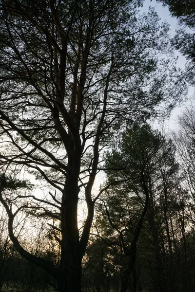 Árvores Outono Floresta Eslováquia — Fotografia de Stock