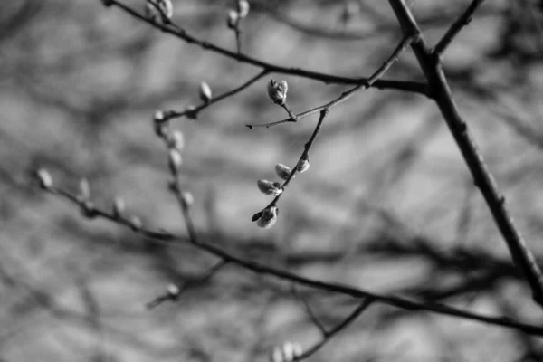 Voorjaarsboom Bloeiend Witte Bloeiende Boom Close Schot — Stockfoto