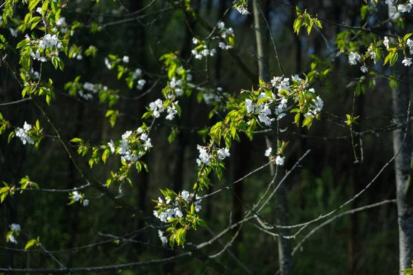 Wiosenne Drzewo Kwitnie Białe Kwitnące Drzewo Słowacja — Zdjęcie stockowe