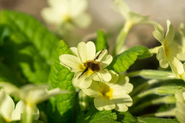 蜜蜂在自然界的花朵上筑巢 斯洛伐克 — 图库照片