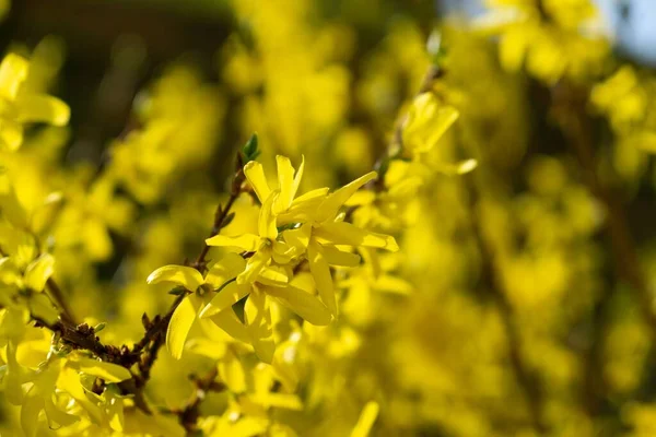 Fioritura Dell Albero Primavera Fiori Forsythia Slovacchia — Foto Stock