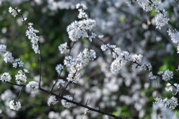 Floraison Printanière Arbre Fleurs Blanches Slovaquie — Photo