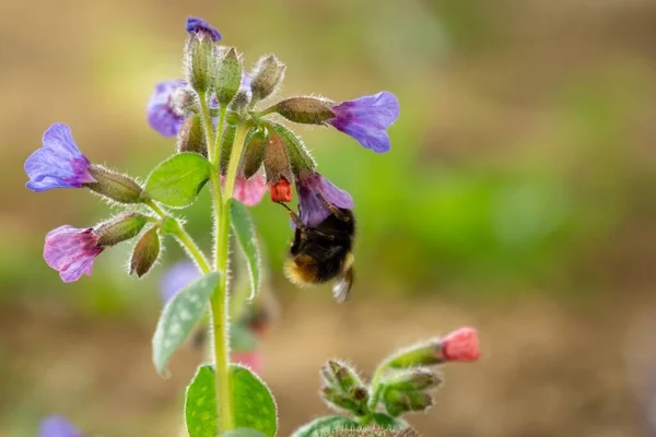 Schöne Blumen Mit Biene Auf Grünem Hintergrund — Stockfoto