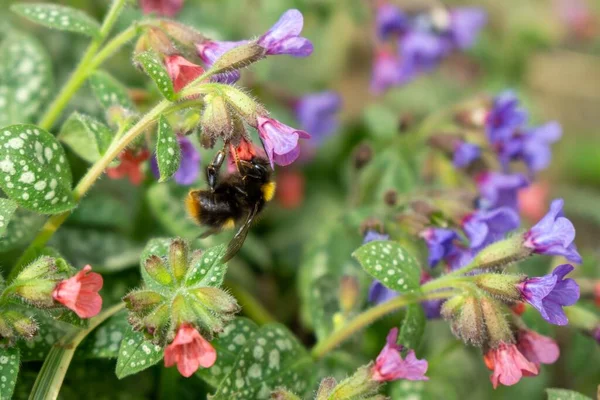 Blühende Kleine Blumen Und Bienen Hintergrund Nahaufnahme — Stockfoto