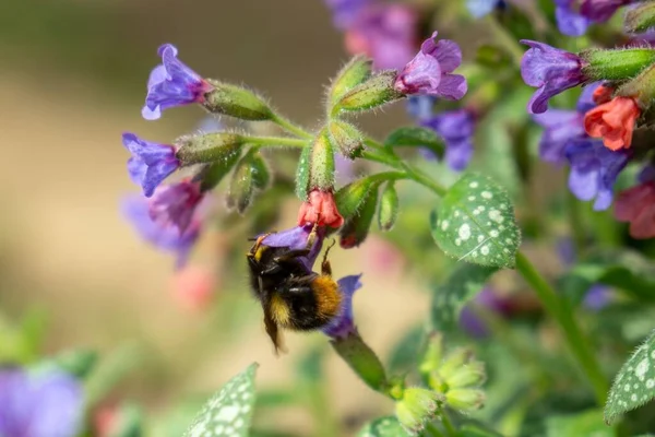Schöne Blumen Mit Biene Auf Grünem Hintergrund — Stockfoto
