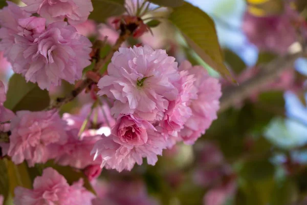 Floração Árvore Primavera Flores Cor Rosa Árvore Florescente Eslováquia — Fotografia de Stock