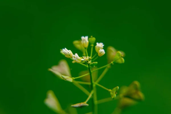 Hermosas Flores Sobre Fondo Verde — Foto de Stock