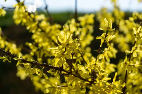 Floração Árvore Primavera Flores Forsythia Eslováquia — Fotografia de Stock