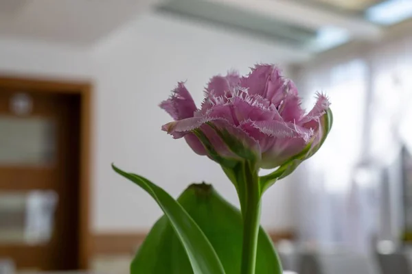 Tulipe Rose Dans Vase Sur Table Slovaquie — Photo