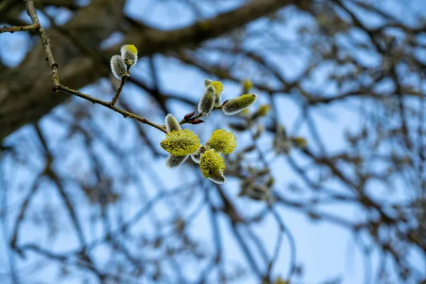 Bahar Ağacı Çiçek Açıyor Kuzu Kuyruklu Söğüt Dalı Kuzu Kuyruğu — Stok fotoğraf