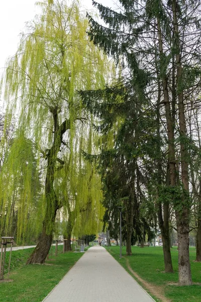 Wiosenne Drzewo Kwitnące Słowacji — Zdjęcie stockowe