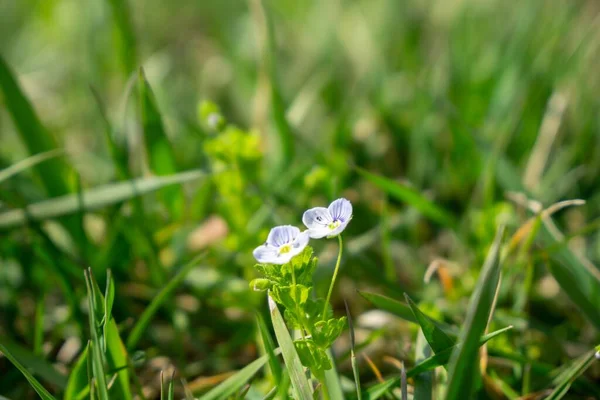 Kwitnące Małe Kwiaty Tle Zbliżenie — Zdjęcie stockowe