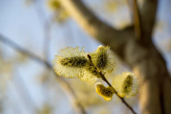 Spring Tree Flowering Branch Willow Catkins Lamb Tails Slovakia — Stock Photo, Image