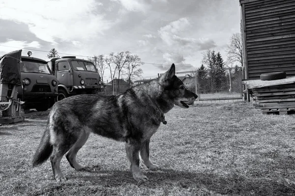 空港や航空博物館を守るドイツの羊飼いの犬 スロバキア — ストック写真