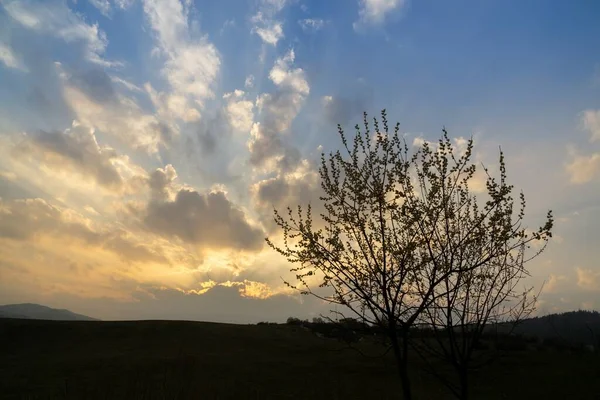 Baum Auf Der Wiese Während Des Sonnenuntergangs Slowakei — Stockfoto