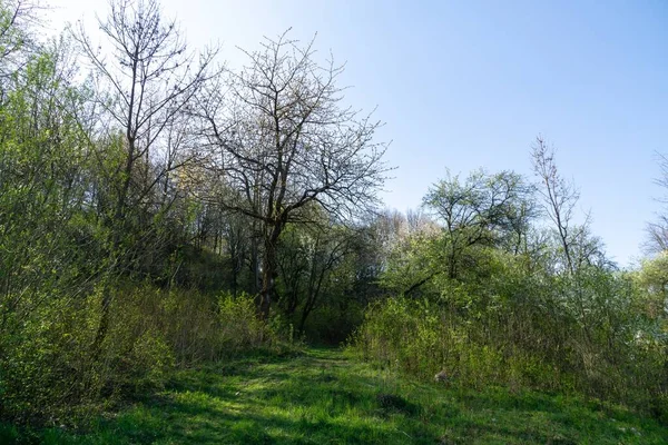 Arbres Été Dans Parc Slovaquie — Photo