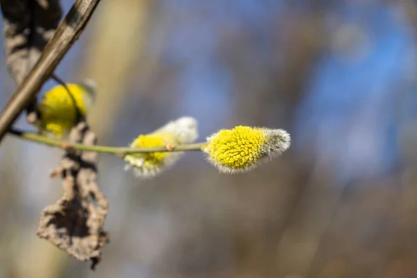 Albero Primaverile Fiore Albero Bianco Fiorito Colpo Vicino — Foto Stock