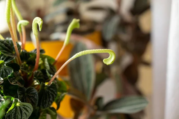 Домашние Растения Горшках Подоконнике — стоковое фото
