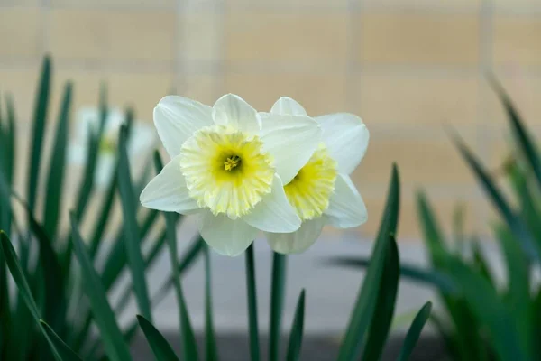 Belas Flores Narciso Eslováquia — Fotografia de Stock