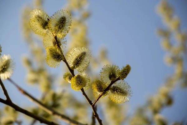 Floração Árvore Primavera Ramo Salgueiro Com Catkins Rabos Cordeiro Eslováquia — Fotografia de Stock