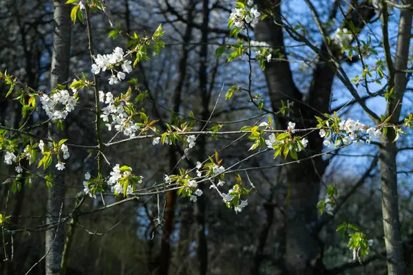 Kvetoucí Jarní Strom Bílý Kvetoucí Strom Slovensko — Stock fotografie