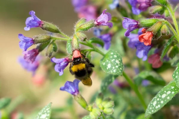 Schöne Blumen Mit Biene Auf Grünem Hintergrund — Stockfoto