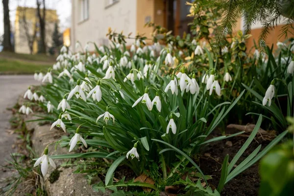 Spring Flowering Snowdrops Park Slovakia — Stock Photo, Image