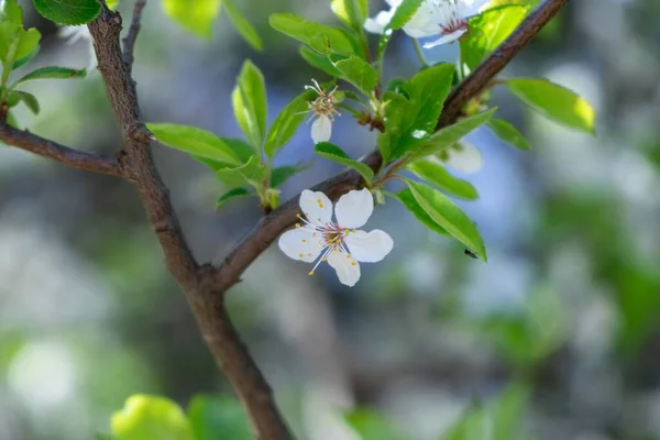 春树开花 白花树 斯洛伐克 — 图库照片