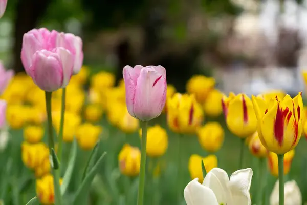Piękne Tulipany Parku Słowacja — Zdjęcie stockowe