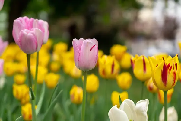 Belles Tulipes Dans Parc Slovaquie — Photo