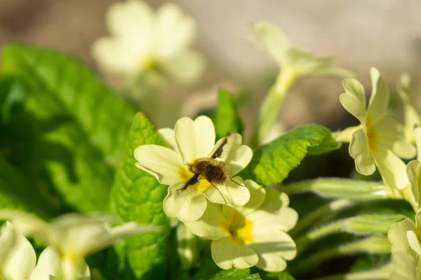 蜜蜂在自然界的花朵上筑巢 斯洛伐克 — 图库照片