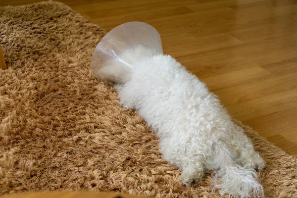Niedlicher Bichon Hund Mit Tierärztlichem Halsband Slowakei — Stockfoto