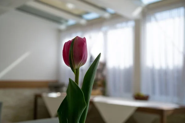 Różowy Tulipan Wazonie Stole Słowacja — Zdjęcie stockowe