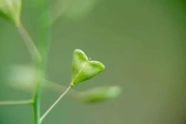 Close Van Groene Bladeren Achtergrond — Stockfoto