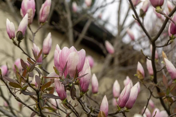 Voorjaarsboom Bloei Magnolia Bloemen Bloeien Boom Slowakije — Stockfoto