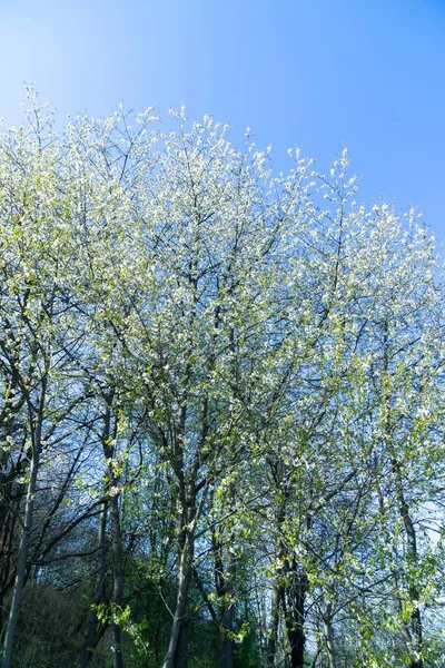 Spring Tree Flowering White Blooming Tree Slovakia — Stock Photo, Image