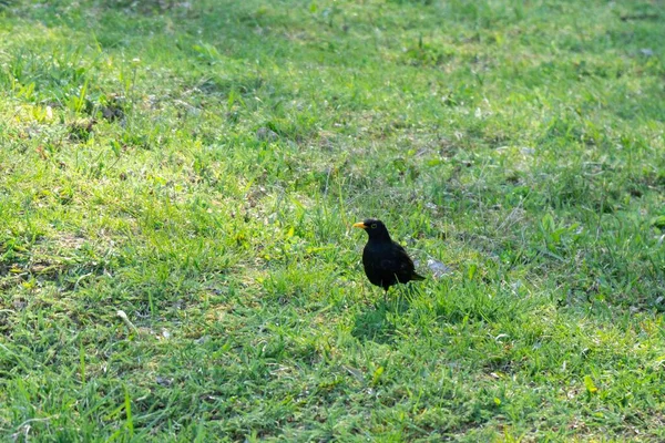 Hermoso Pájaro Hierba Verde Prado Países Bajos — Foto de Stock