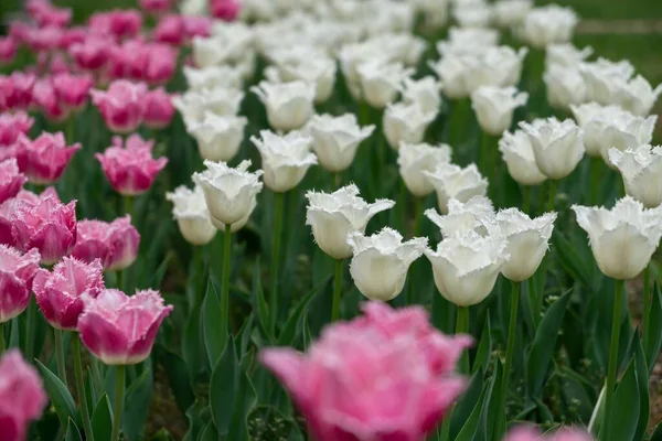 Beautiful Tulips Park Slovakia — Stock Photo, Image