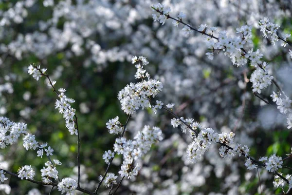 Kvetoucí Jarní Strom Bílý Kvetoucí Strom Slovensko — Stock fotografie