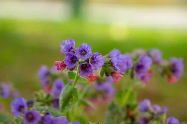 Schöne Blumen Auf Grünem Hintergrund — Stockfoto