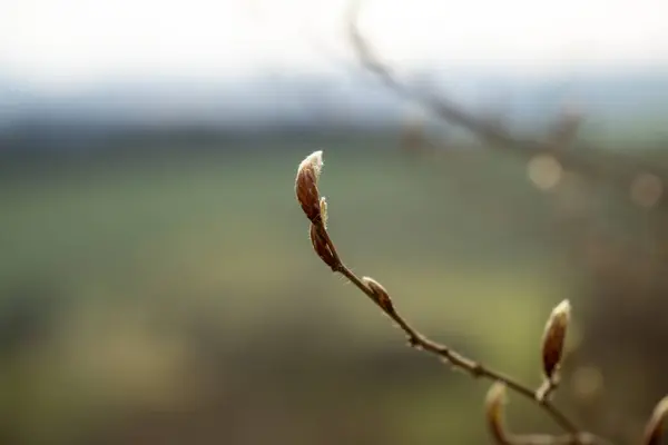Цвіте Весняна Ялинка Біле Квітуче Дерево Крупним Планом Постріл — стокове фото