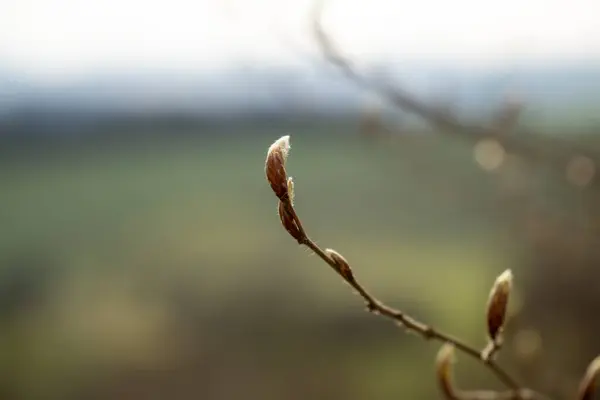 Tavaszi Virágzik Fehér Virágzó Közelkép — Stock Fotó