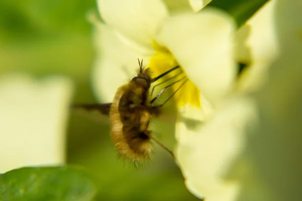 Miel Abeja Las Flores Naturaleza Países Bajos — Foto de Stock