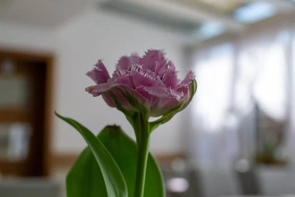 Tulipa Rosa Vaso Mesa Eslováquia — Fotografia de Stock