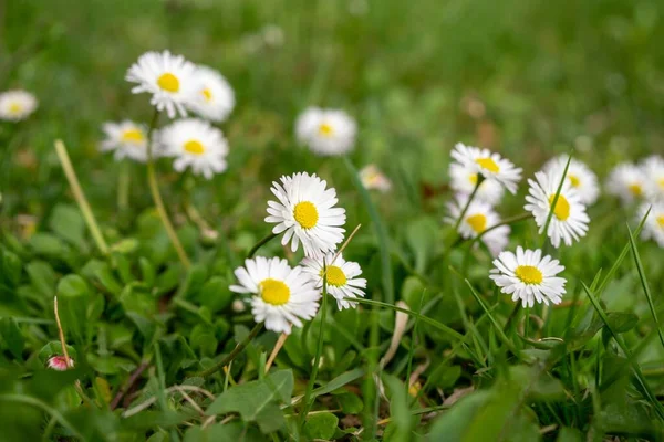 Blooming Flowers Nature Background Close — Stock Photo, Image