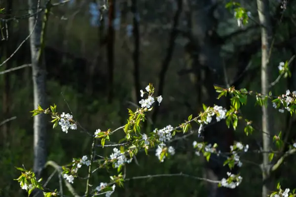 Floraison Printanière Arbre Fleurs Blanches Slovaquie — Photo