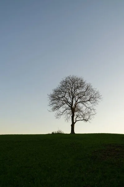 Самотнє Дерево Лузі Під Час Заходу Сонця Словаччина — стокове фото