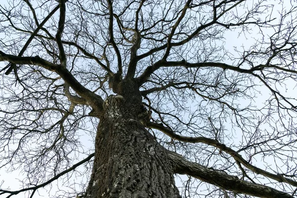 초원에 나무입니다 슬로바키아 — 스톡 사진